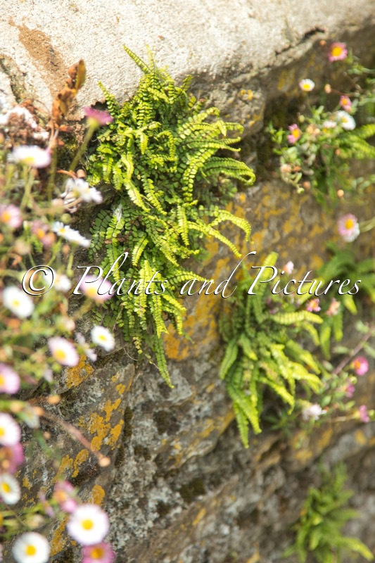 Asplenium trichomanes