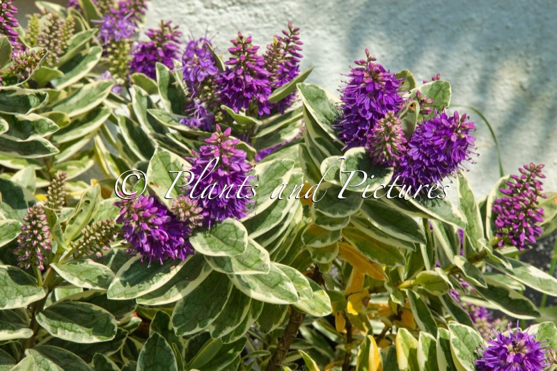 Hebe ‘Silver Queen’