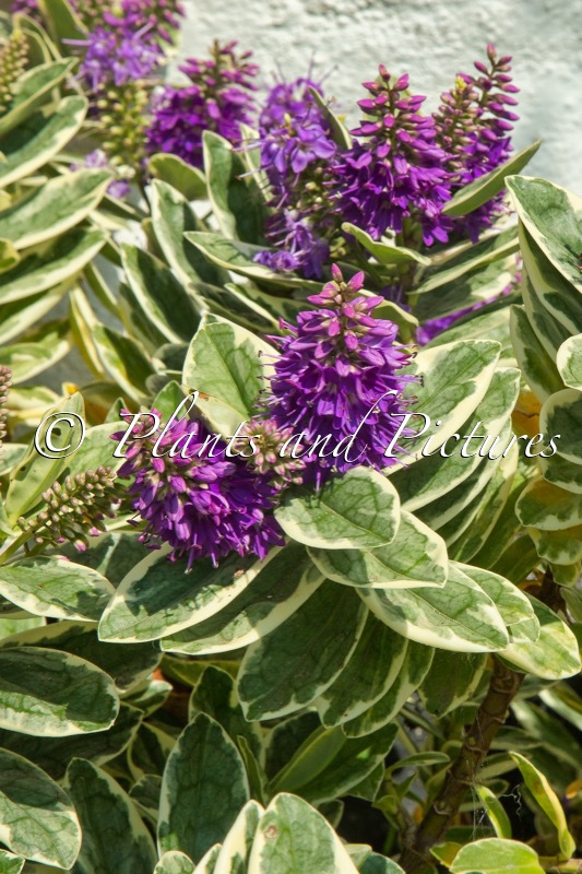 Hebe ‘Silver Queen’