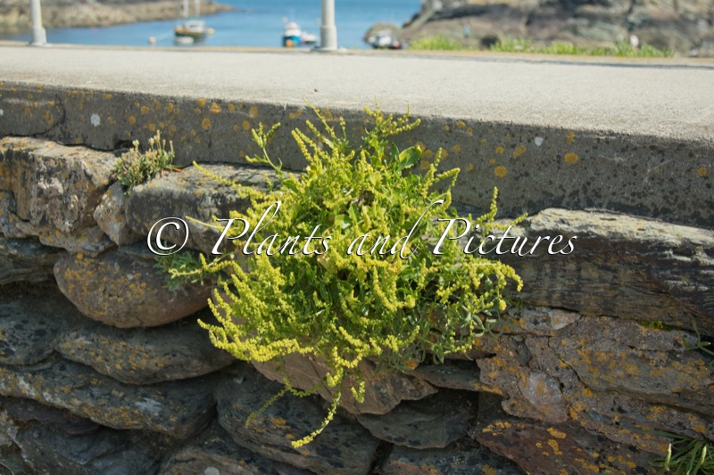 Beta vulgaris subsp. maritima