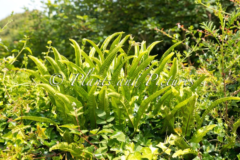 Asplenium scolopendrium