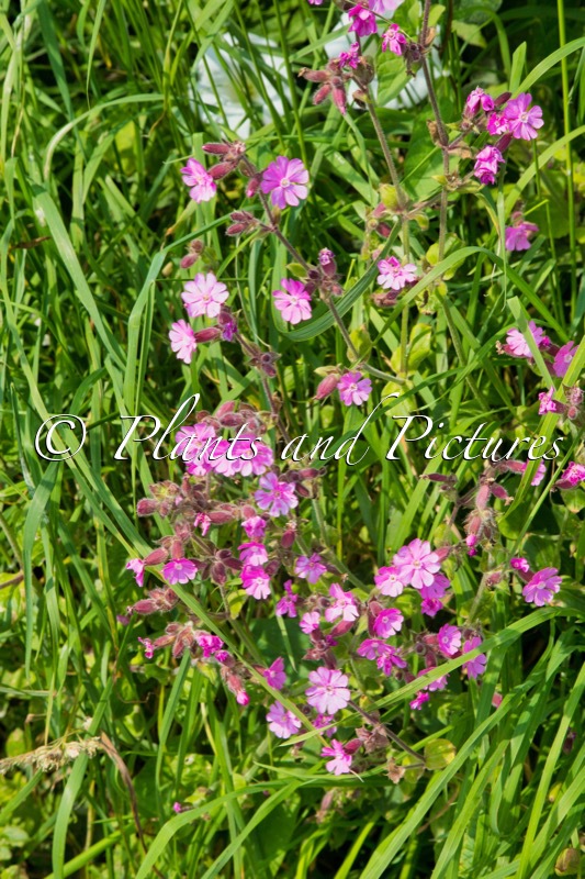 Lychnis flos-cuculi
