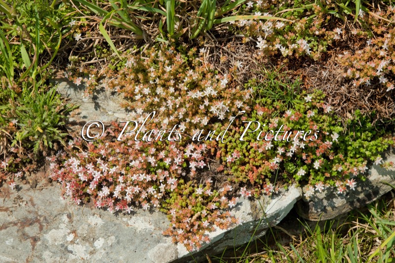 Sedum anglicum