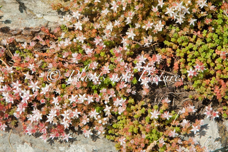 Sedum anglicum