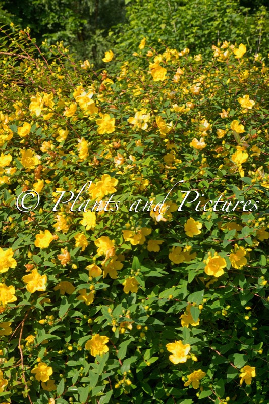 Hypericum ‘Hidcote’