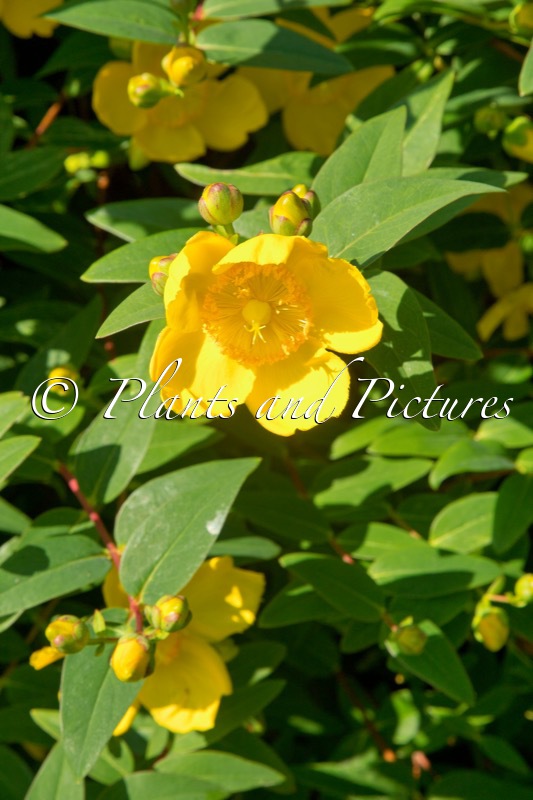 Hypericum ‘Hidcote’