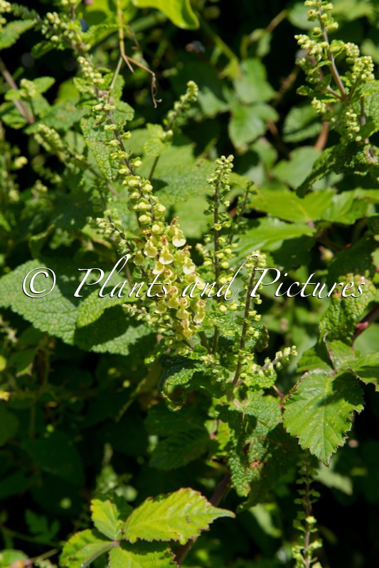 Teucrium scrodonia
