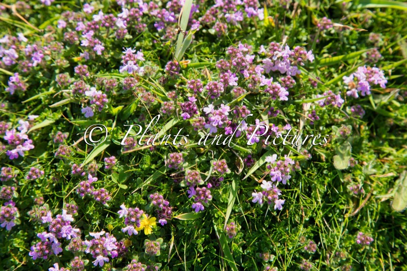 Thymus serpyllum