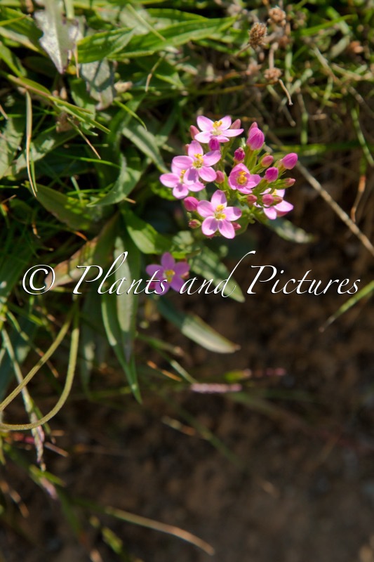 Centaurium littorale var. glomeratum