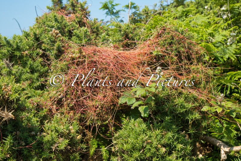 Cuscuta europaea subsp. halophyta