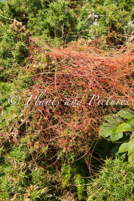 Cuscuta europaea subsp. halophyta