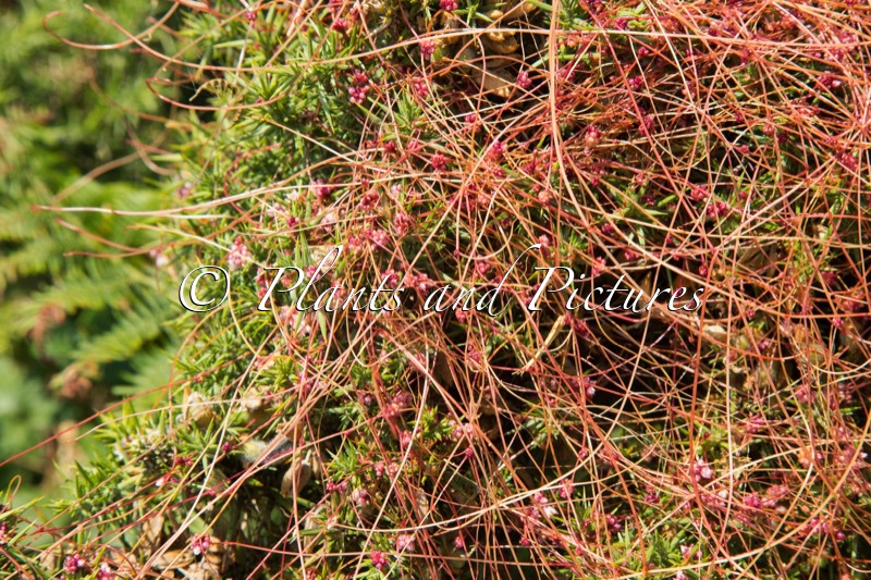 Cuscuta europaea subsp. halophyta
