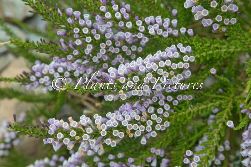Fabiana imbricata ‘Violacea’