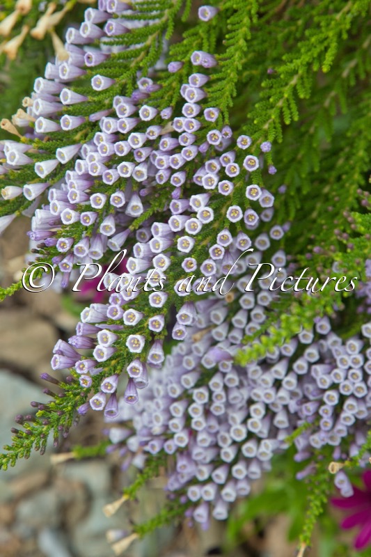 Fabiana imbricata ‘Violacea’