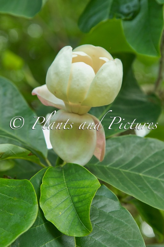 Magnolia wieseneri
