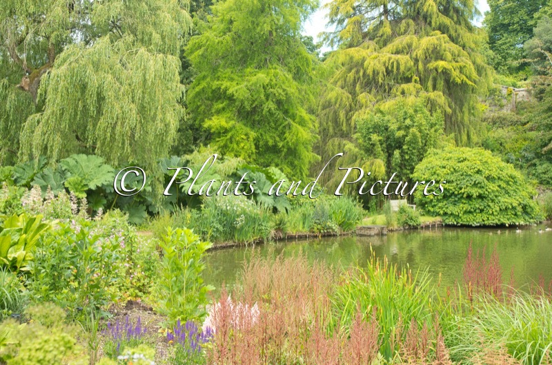 Marwood Hill Gardens