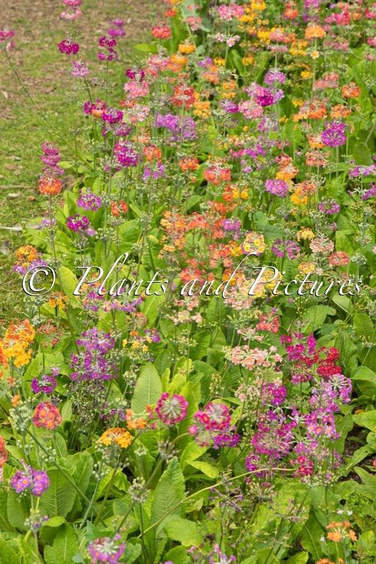 Primula Inshriach Hybrids