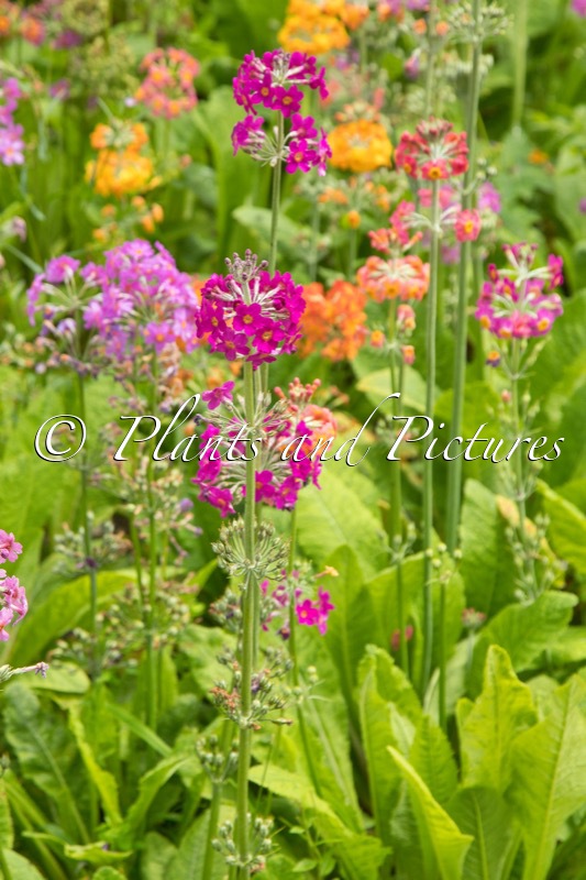 Primula Inshriach Hybrids