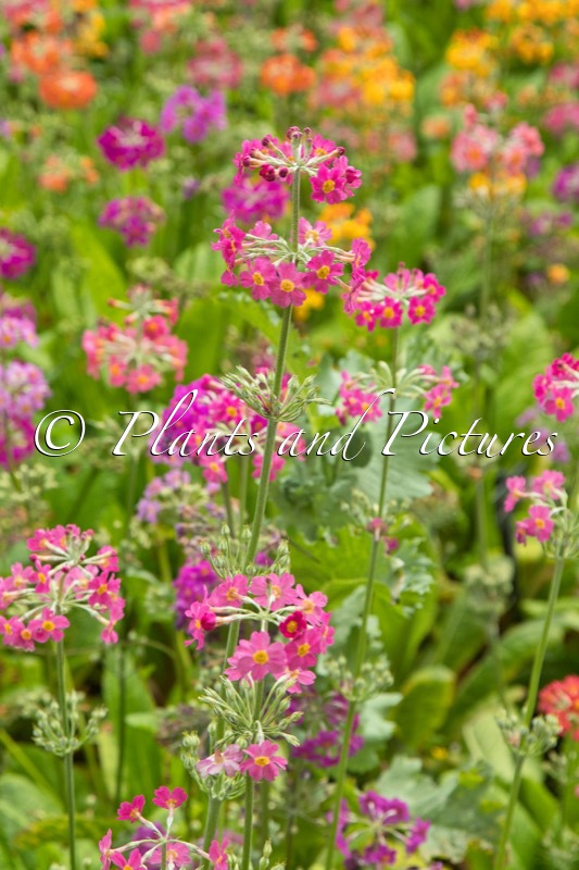 Primula Inshriach Hybrids
