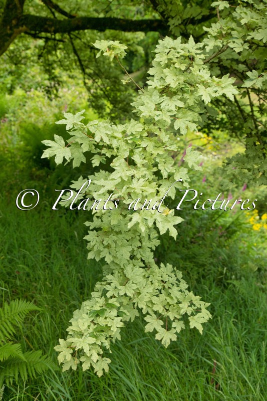 Acer campestre ‘Pulverulentum’