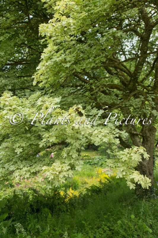 Acer campestre ‘Pulverulentum’