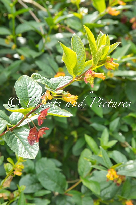 Lonicera involucrata