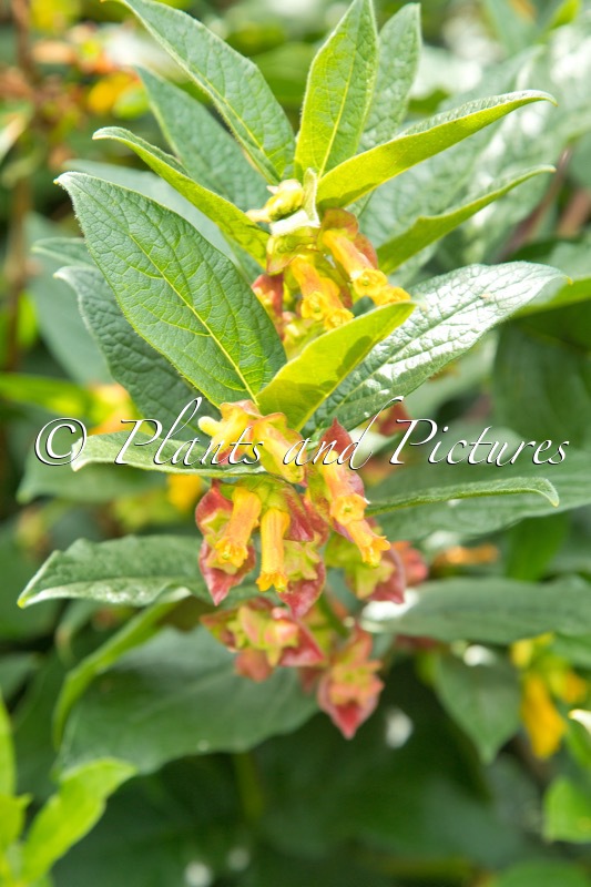 Lonicera involucrata