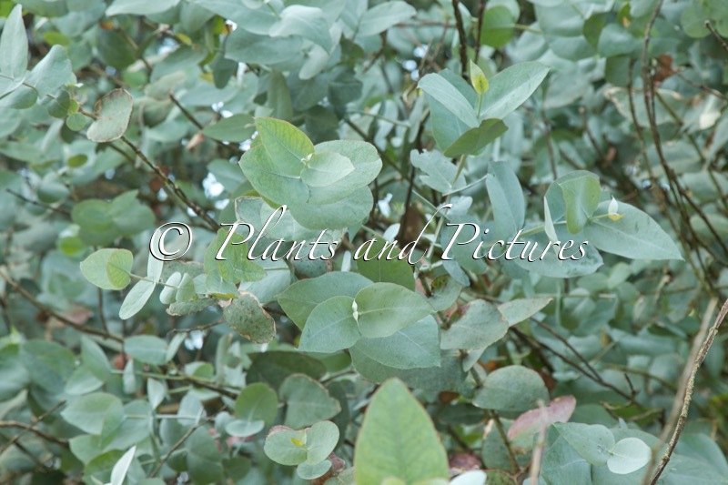 Eucalyptus cordata