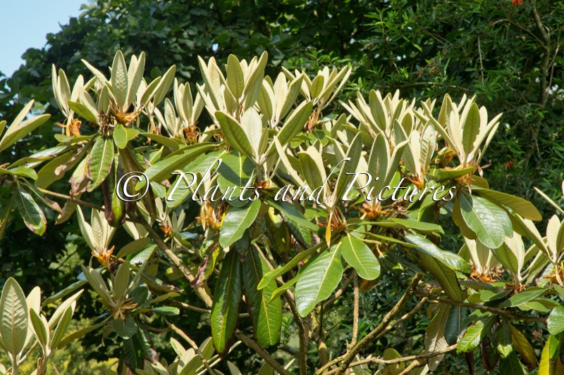 Rhododendron macabeanum