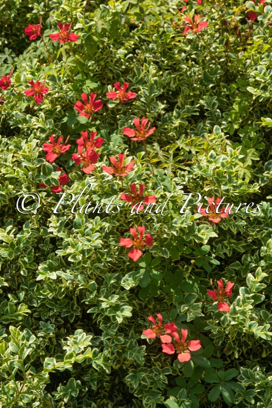 Tropaeolum speciosum