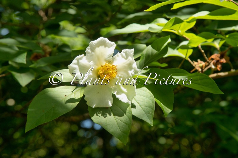 Stewartia pseudocamellia Koreana Group