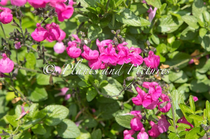 Salvia microphylla ‘Wild Watermelon’