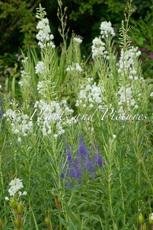Epilobium angustifolium ‘Album’