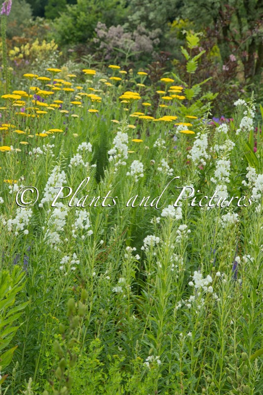 Epilobium angustifolium ‘Album’