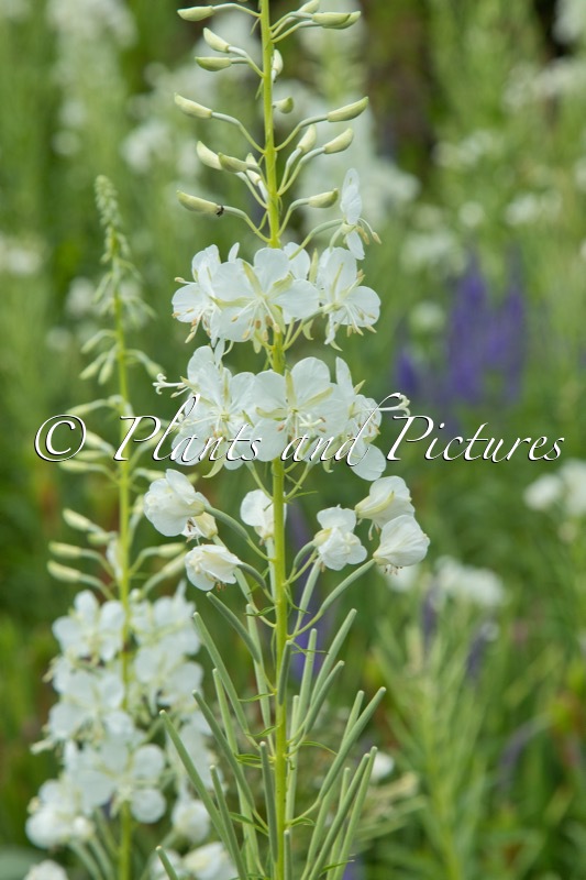 Epilobium angustifolium ‘Album’
