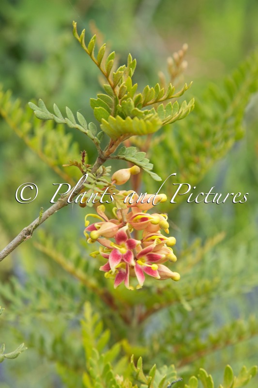 Lomatia ferruginea