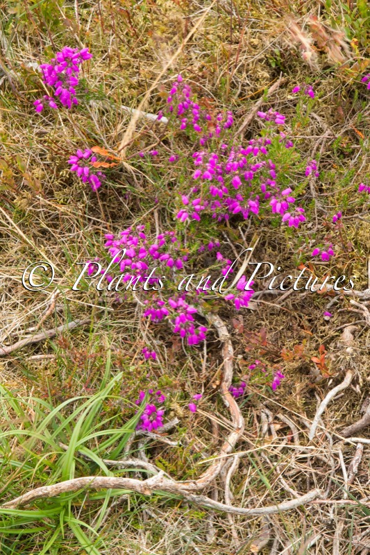 Erica cinerea