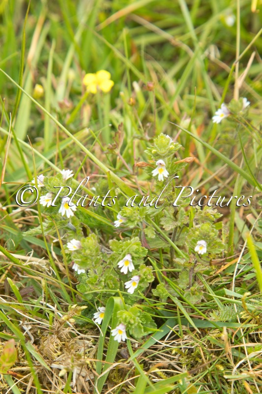 Euphrasia stricta