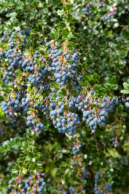 Berberis darwinii