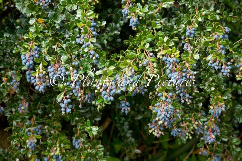 Berberis darwinii
