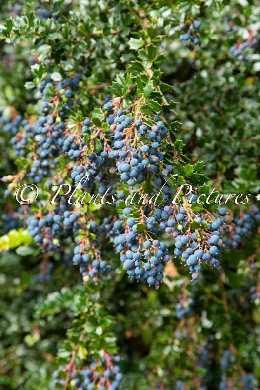Berberis darwinii