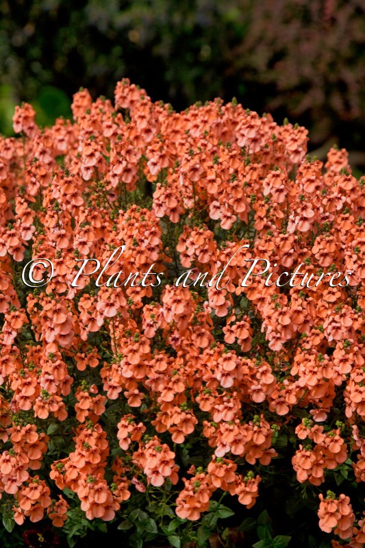 Diascia ‘Kledb18008’ (PICCADILLY DARK SALMON)