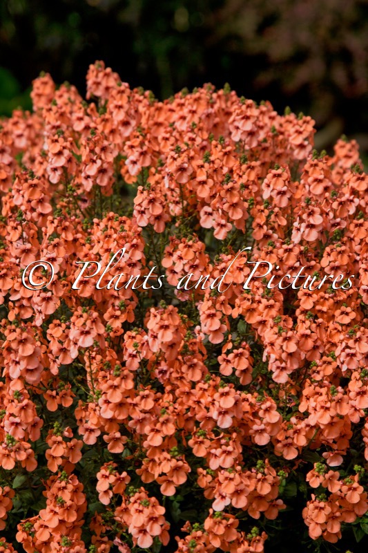 Diascia ‘Kledb18008’ (PICCADILLY DARK SALMON)