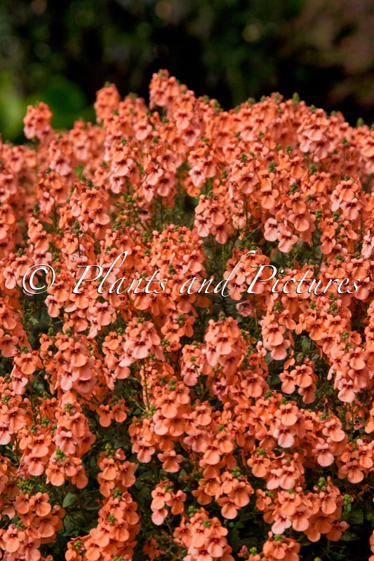 Diascia ‘Kledb18008’ (PICCADILLY DARK SALMON)