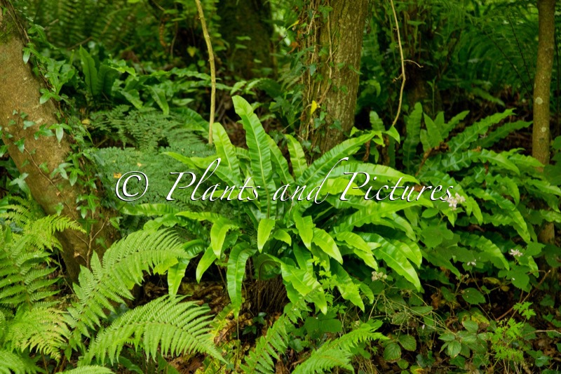 Asplenium scolopendrium