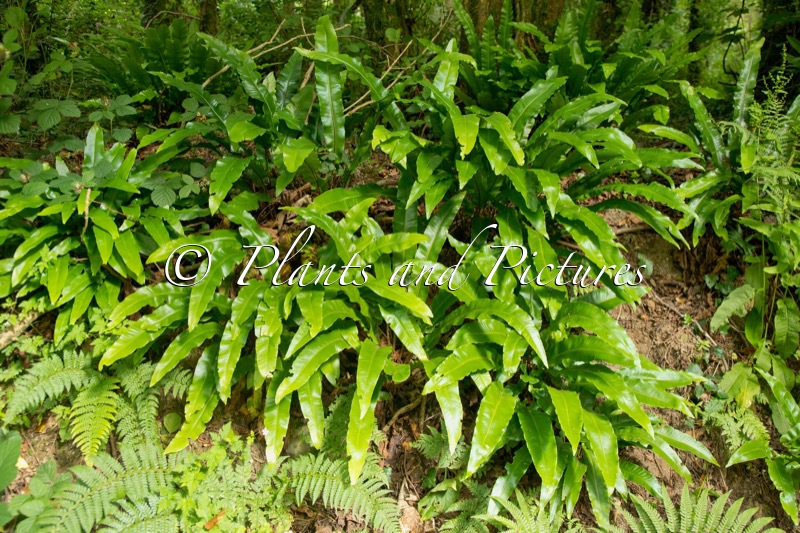 Asplenium scolopendrium