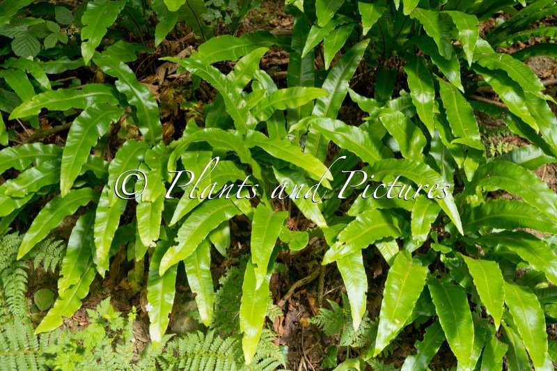 Asplenium scolopendrium