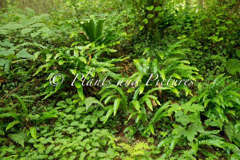 Asplenium scolopendrium