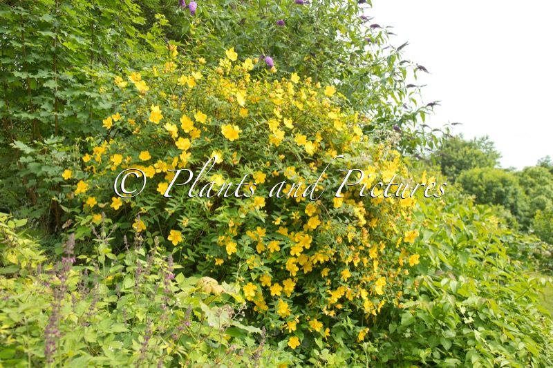 Hypericum ‘Hidcote’