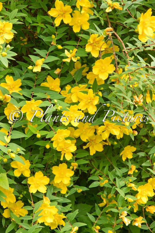 Hypericum ‘Hidcote’